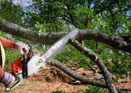 Best Tree Disease Treatment  in Welcome, NC