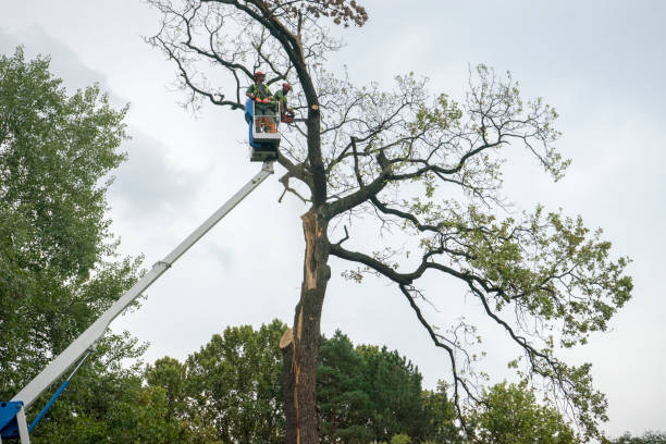 Best Emergency Tree Removal  in Welcome, NC